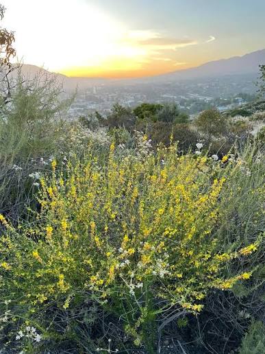 <p>Deerweed / Acmispon glaber</p>