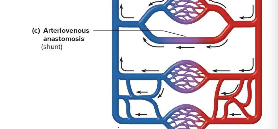 <p>vessel merger without intervening capillary bed (circulatory route)</p>