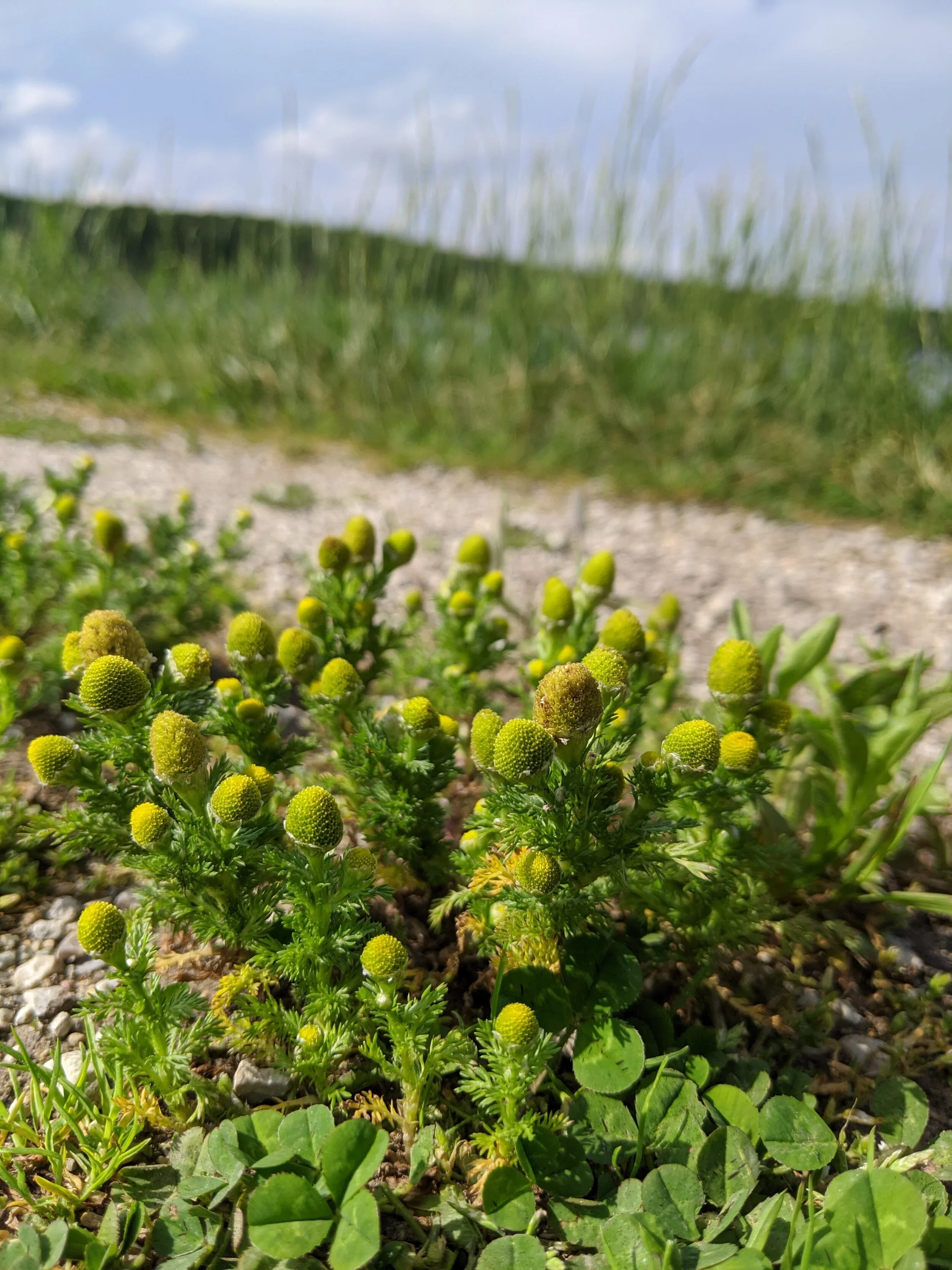 <p>Pineappleweed</p>