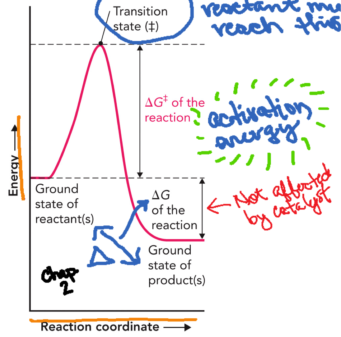 <p>X-Axis: Reaction coordinate</p><p>Y-Axis: Free energy (G)</p><ol><li><p>Reactants (ground state): Starting energy level</p></li><li><p>Curve rises → Transition state (‡): Highest energy point, unstable</p></li><li><p>Curve falls → Products (ground state): Final energy level, can be lower or higher than reactants</p></li></ol><p>Activation energy (Ea or ΔG‡): From reactants → transition state, energy needed to start the reaction, this is what enzymes LOWER</p><p>ΔG (free energy change of reaction): From reactants → products, tells whether reaction is favorable, does NOT change with enzymes</p><p>Products lower than reactants → Exergonic (ΔG < 0) (favorable)</p><p>Products higher than reactants → Endergonic (ΔG > 0)</p><p></p>
