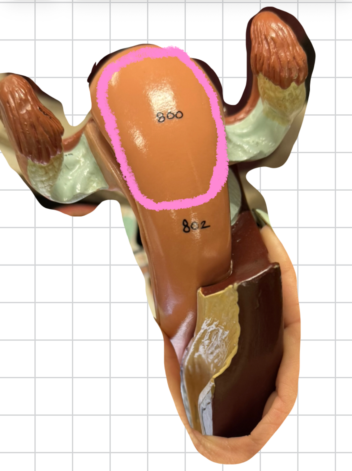 term image