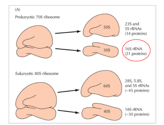<p>Composition of ribosomes by weight</p>