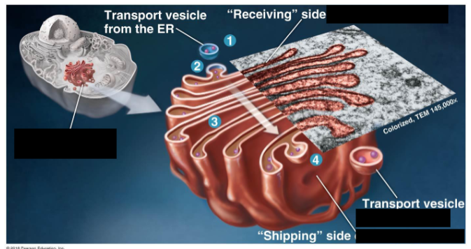 <ol><li><p>Docking station (received as a transport vesicle from the ER) </p></li><li><p>Vesicle adds its membrane and contents to the sac</p></li><li><p>Products are modified as they travel from one sac to the next</p></li><li><p>Shipping side (sent as a transport vesicle) </p></li></ol><p></p>