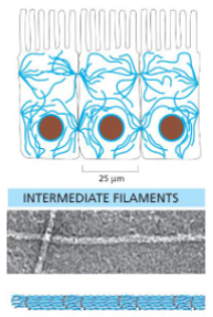 <p>Intermediate filaments</p>