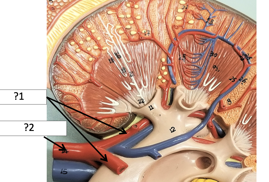 <p>1 Name the arteries?</p>