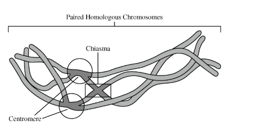 <p>The process depicted in the image above is best summarized by which of the following descriptions?</p><p>A) During the synthesis phase of the cell cycle, DNA molecules replicate to generate identical daughter cells.</p><p>B) Centromeres align specific gene sequences of homologous chromosomes during mitotic divisions.</p><p>C) The spindle apparatus attaches at chiasma during metaphase of mitosis.</p><p>D) During meiosis, crossing over leads to recombination of alleles between homologous chromosomes.</p>