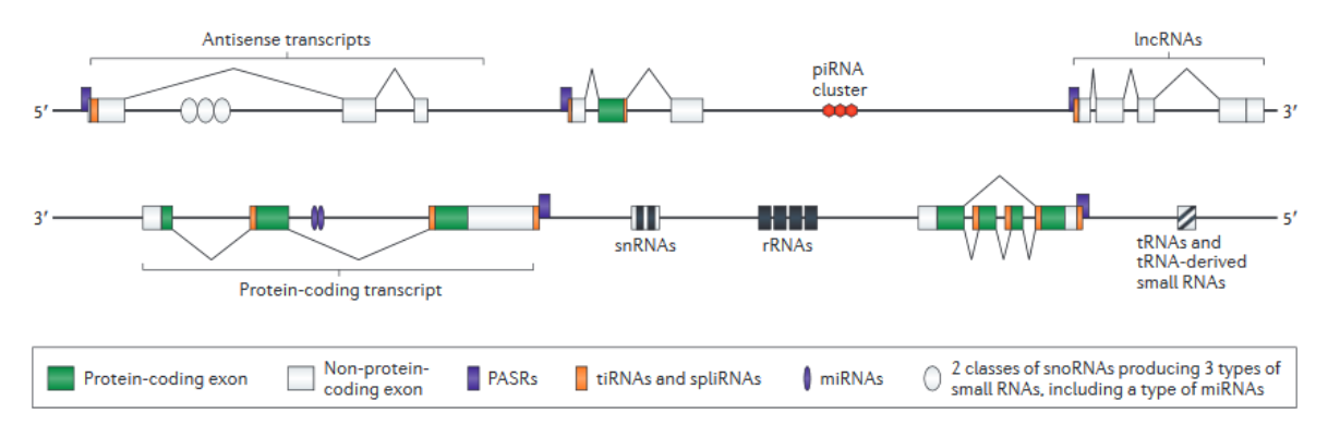 <p>1. Ribosomal RNA: (rRNA) is a major component of ribosomes, which are part of the protein synthesis machinery.</p><p>2. Transfer RNA: (tRNA) is a critical component of protein synthesis and acts as a “magic decoder ring” bridging the gap between nucleotide sequence and protein sequence.</p><p>3. Other important non-coding RNA that will be discussed later:</p><ul><li><p>microRNA (miRNA)</p></li><li><p>small interfering RNA (siRNA)</p></li><li><p>small nuclear RNA (snRNA) or spliceosomal RNA</p></li><li><p>clustered regularly interspaced short palindromic repeat (CRISPR)</p></li></ul><p></p>