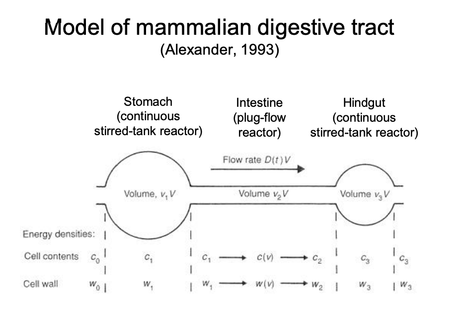 <p>What did Alexnader conclude from mathematical models of the digestive tract (ie. what fermentr for what food eaten)</p>