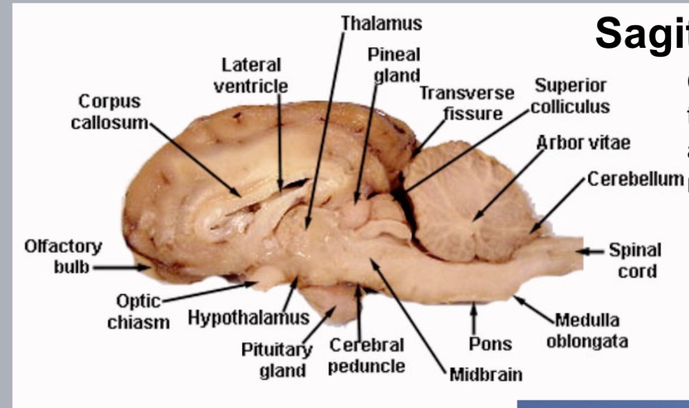 <p>controls thermo regulation, osmoregulation(thirst), satiety and synthesize hormones </p>