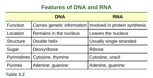 <p>polynucleotide </p>