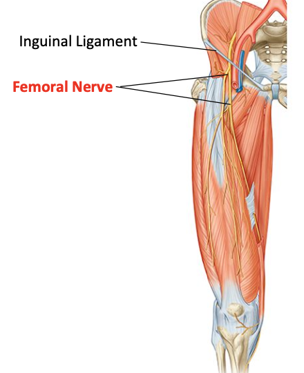 <p>Anterior compartment of thigh: rectus femoris, vastus intermedius, vastus medialis, vastus lateralis, pectineus, sartorius</p>