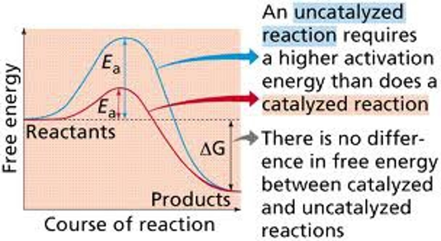 <p>the minimum amount of energy required to start a chemical reaction</p>