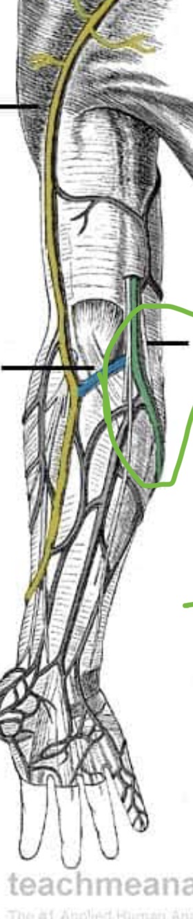 <p><span>a superficial vein of the medial (inner) side of the upper limb. It drains deoxygenated blood from the hand and forearm and eventually joins the </span><a target="_blank" rel="noopener noreferrer nofollow" class="link" href="chatgpt://generic-entity?number=0" data-prevent-progress="true"><u><span>brachial vein</span></u></a><span> to help form the </span><a target="_blank" rel="noopener noreferrer nofollow" class="link" href="chatgpt://generic-entity?number=1" data-prevent-progress="true"><u><span>axillary vein</span></u></a><span>.</span></p>