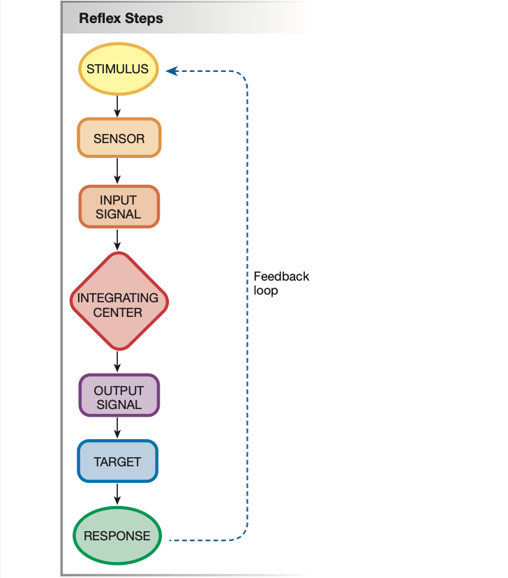 <p>Occurs in endocrine, nervous &amp; immune systems</p>