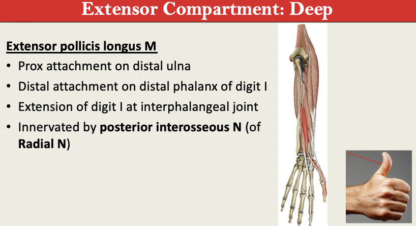 <p>M: Thumb Extension at IP<br>N: Posterior Interosseous (Radial N)<br>PA: Distal Ulna<br>PD: Distal Phalanx of D1<br>G: Extensor Deep</p>