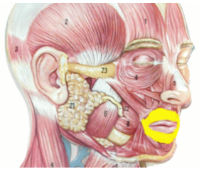 <p>What is the highlighted region? And what is its action? What is its innervation?</p>