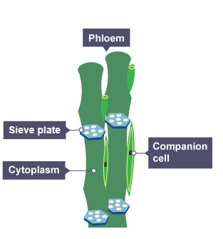 <ul><li><p>Found in stem, roots, and leaves</p></li><li><p>Elongated cells — holes in cell walls</p><ul><li><p>End walls = sieve plates</p></li></ul></li><li><p>Many organelles from cells removed so cell sap moves through</p></li><li><p>Food substances moved in both directions:</p><ul><li><p>From leaves where they are made for use</p></li><li><p>From storage to parts of plant that need it</p><ul><li><p>Translocation</p></li></ul></li></ul></li></ul><p></p>