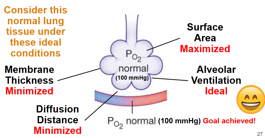 <p>Lung diseases arise when normal pressure gradients, surface area, or diffusion distance no longer exist</p>