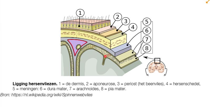 <p>harde hersenvlies. verbonden met schedelbeenderen. In ruggenmerg niet verbonden wervelkolom want hier bevindt zich de epidurale ruimte(kleine venen, losmazig bindweefsel, vetweefsel)</p>