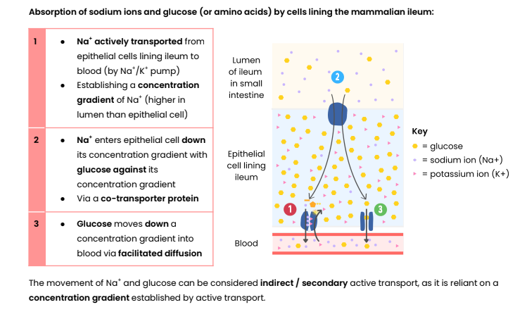 <p>how is glucose moving against the conc gradient to the co transporter protein without atp?</p><ul><li><p>Na⁺ moving <strong>down its gradient from lumen releases energy</strong></p></li><li><p>That energy is used to <strong>pull glucose INTO the epithelial cell against its gradient</strong></p></li></ul><p></p>
