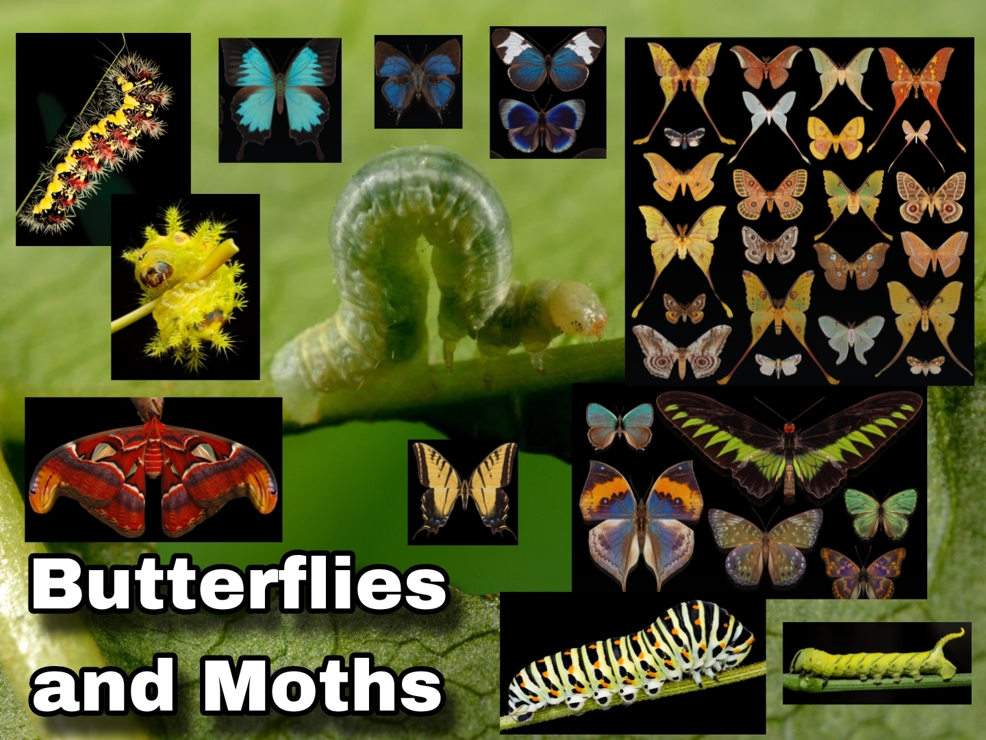 <p>Butterflies and Moths</p>
