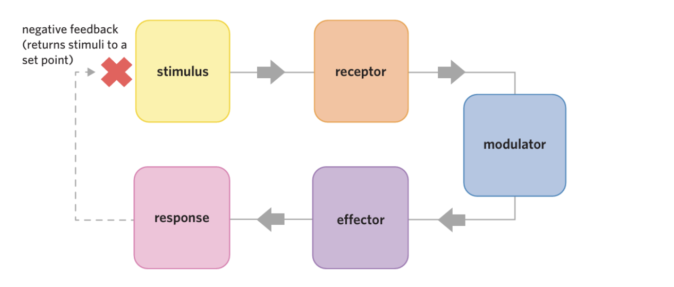 <p><span style="background-color: transparent;">a stimulus–response process in which the response counters the stimulus&nbsp;</span></p>