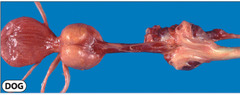 <p>A dog presents with serosanguinous urethral discharged. Owner says the poop looks "ribbon-y" (which you determine is rectal tenesmus), and on palpation the dog has caudal abdominal pain. You palpate the prostate transrectally to find it is normally smooth, bilobed, symmetrical, not painful, with no lumps or bumps. Thoughts?</p>