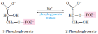 <p>8th step of glycolysis and 4th step of gluconeogenesis</p><p>catalysed by <strong>phosphoglycerate mutase</strong></p>