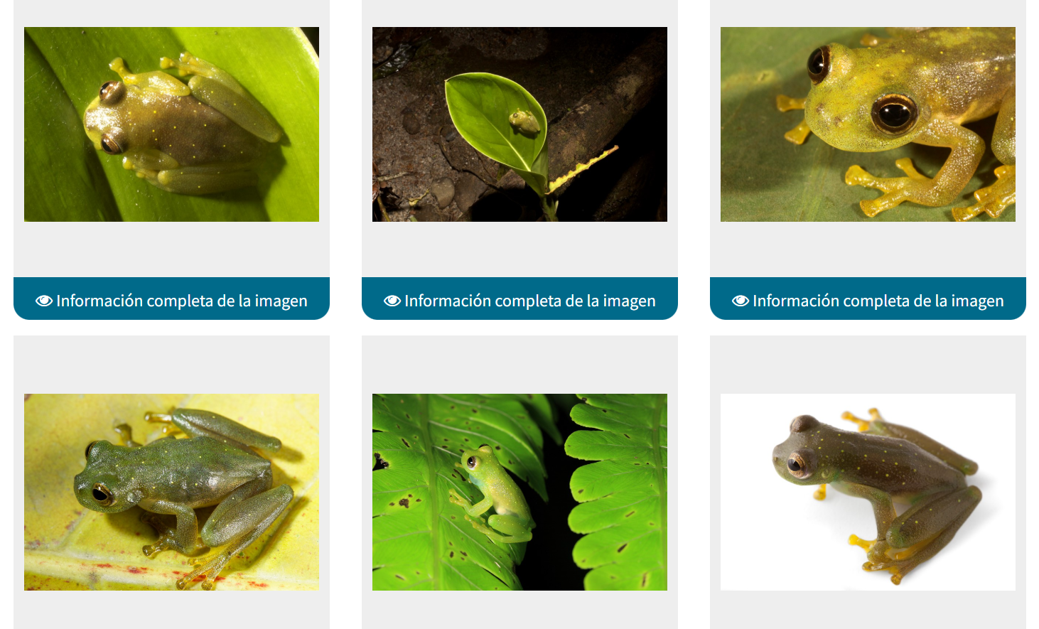 <p>Centrolenidae</p>