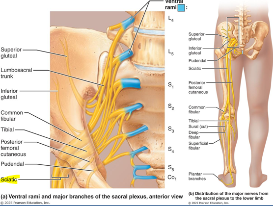 <p>L4 - S4</p><ul><li><p>“lumbosacral trunk” = L4 + L5 contributions </p></li></ul><p></p>