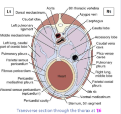 <p>heart and pericardium, folds of pleural tissue</p>