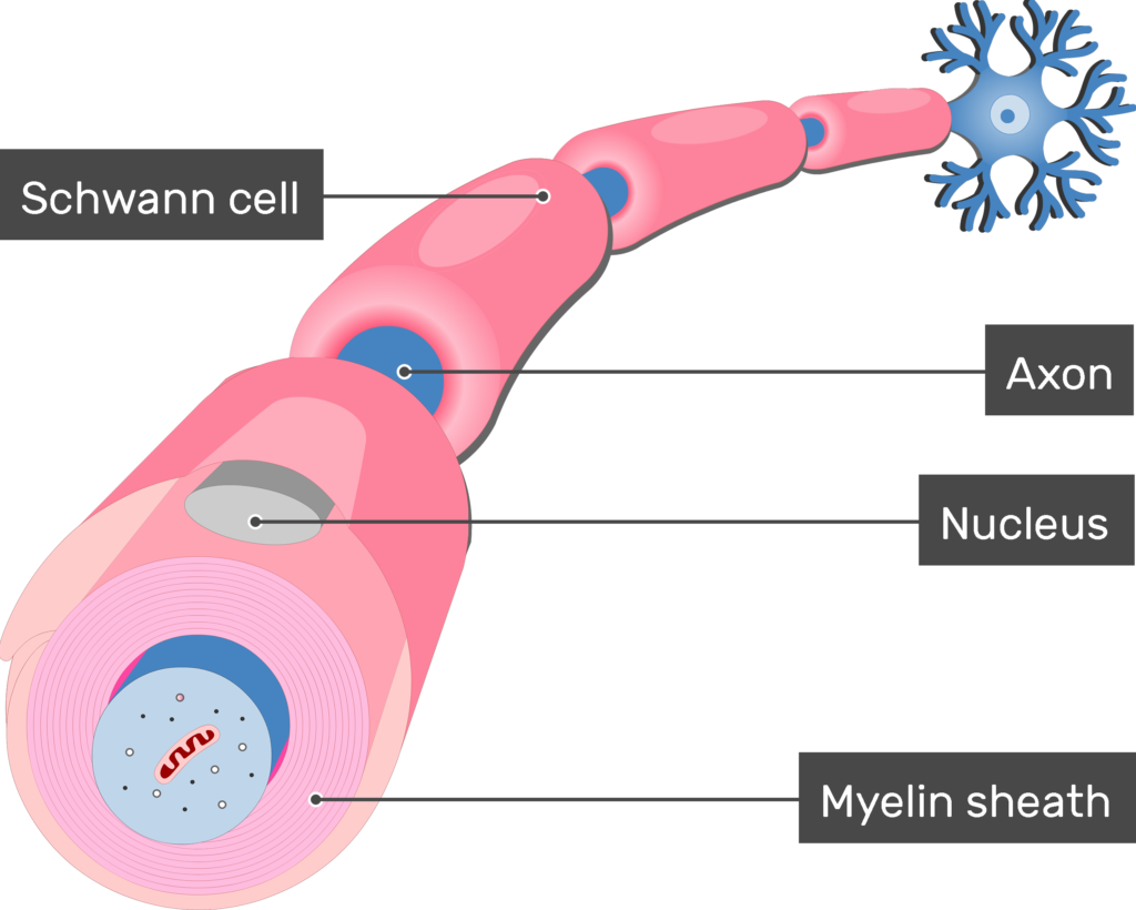<p><strong>Schwann Cells</strong>: _______ in the PNS</p><p>Schwann cell wraps completely around 1 (portion of) nerve fiber → many Schwann cells are needed to myelinate 1 axon</p>