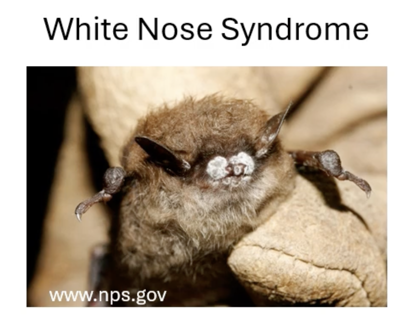 <p>fungal pathogen that causes bats to wake up when they are supposed to be hibernating which burns through their energy</p>