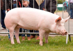 <p>This breed of pig is maternal with erect ears, excelling in litter size, milk production, and fertility</p>