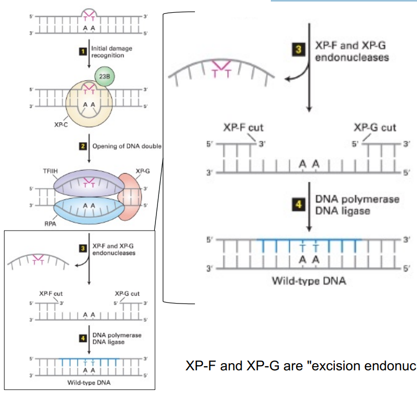 <p>repairs that change DNA at <strong><u>multiple </u></strong><u>nucleotides </u>&amp; causes a major distortion of DNA</p><ul><li><p>like <strong><u>pyrimidine dimers</u></strong></p></li></ul><p>__</p><p>NER using pyrimidine dimers:</p><ul><li><p>recognize damage (aka pyrimidine dimers, like T-T)</p></li><li><p><strong><u>helicase </u></strong>opens/unwinds the helix</p></li><li><p><strong><u>endonucleases </u></strong>remove <strong><u>multiple </u></strong>nucleotides surrounding the damaged region (on the same strand)</p><ul><li><p>specifically, <strong><u>excision endonucleases </u></strong><u>aka </u><span style="color: blue;"><strong><u>excinucleases</u></strong></span>, like <strong><u><mark data-color="blue" style="background-color: blue; color: inherit;">XP-F and XP-G</mark></u></strong></p></li></ul></li><li><p><strong><u>DNA polymerase</u></strong> synthesizes new DNA to fill in the gap</p></li><li><p><strong><u>DNA ligase </u></strong>seals the remaining nick</p></li></ul><p></p>