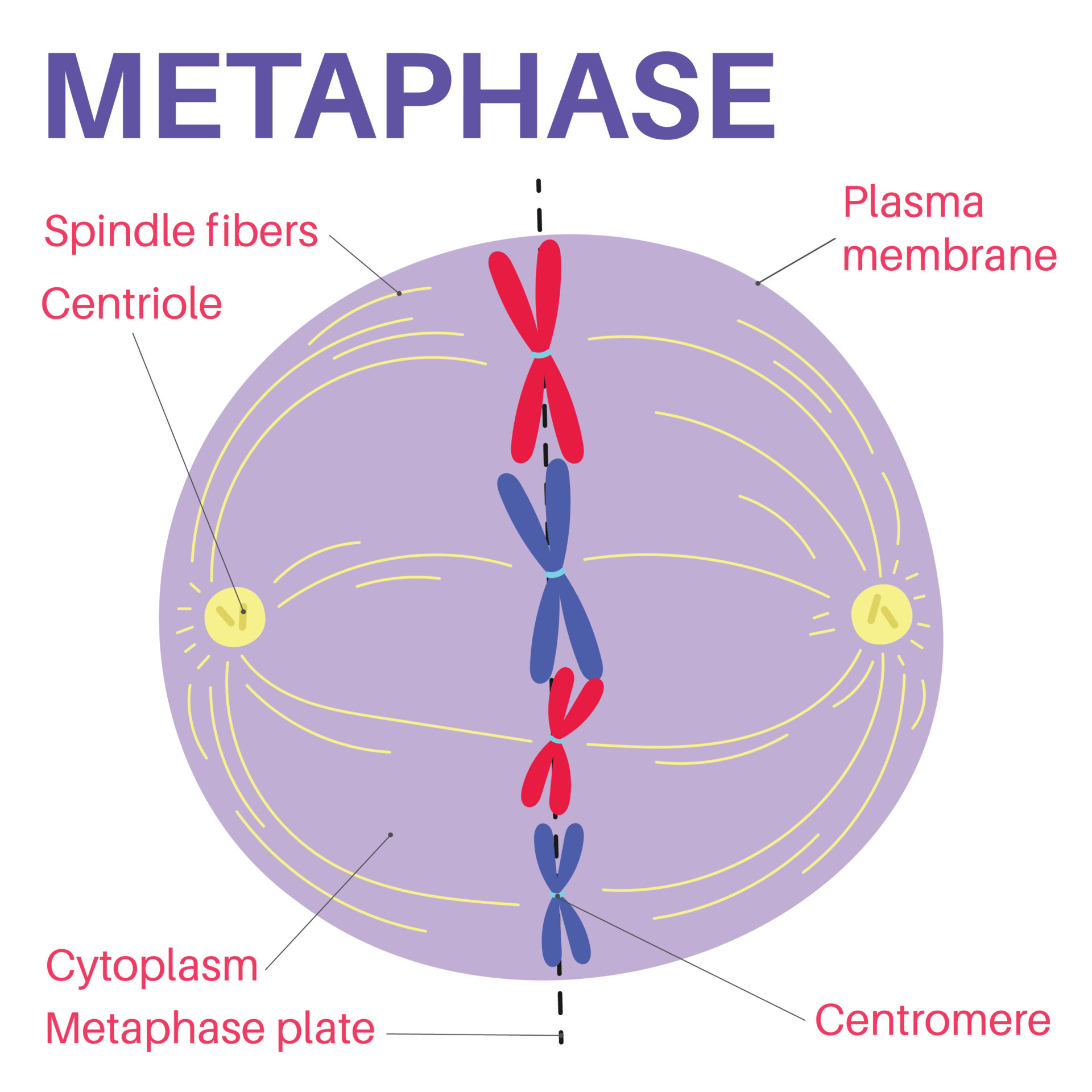 <p>Nuclear envelope dissolves, chromosomes line up at the metaphase plate, centromeres are duplicated, spindle fibers connect the centromere of each chromosome to the centrioles.</p>