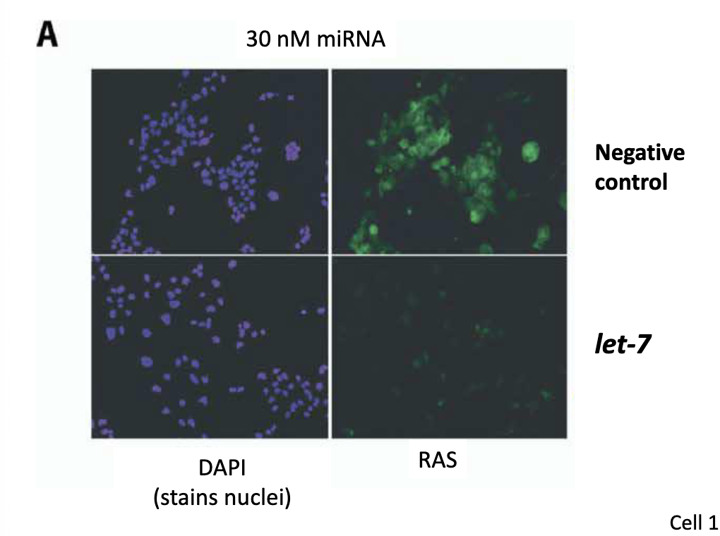<p>Experiment:</p><ul><li><p>human liver cell carcinoma cells transfected w/ a dsRNA <em>let-7</em> precursor </p></li><li><p>human RAS protein detected w/ fluorescent antibodies</p></li></ul><p>Describe the data:</p><ul><li><p>let-7 represses Ras expression (same amount of nuclei, but little fluorescence)</p></li></ul><p></p>