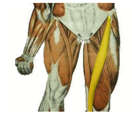<p>What is the highlighted muscle? what is its action?</p>