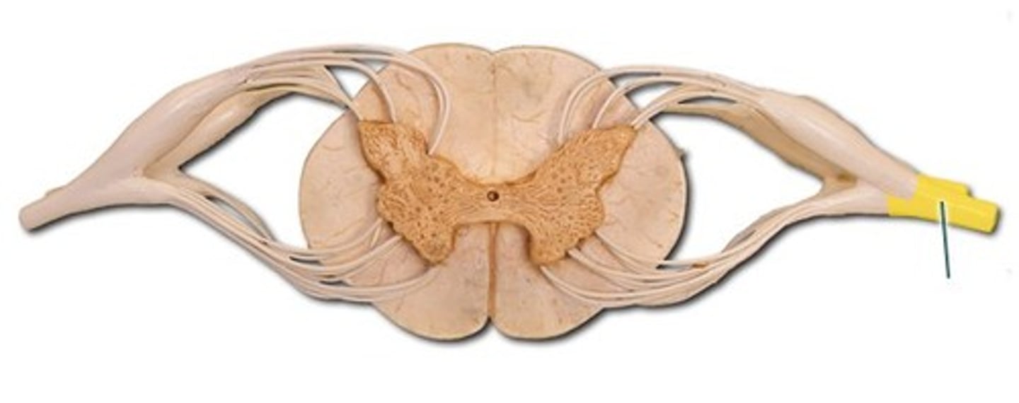 <p>A mixed nerve formed by the junction of the dorsal and ventral roots.</p>
