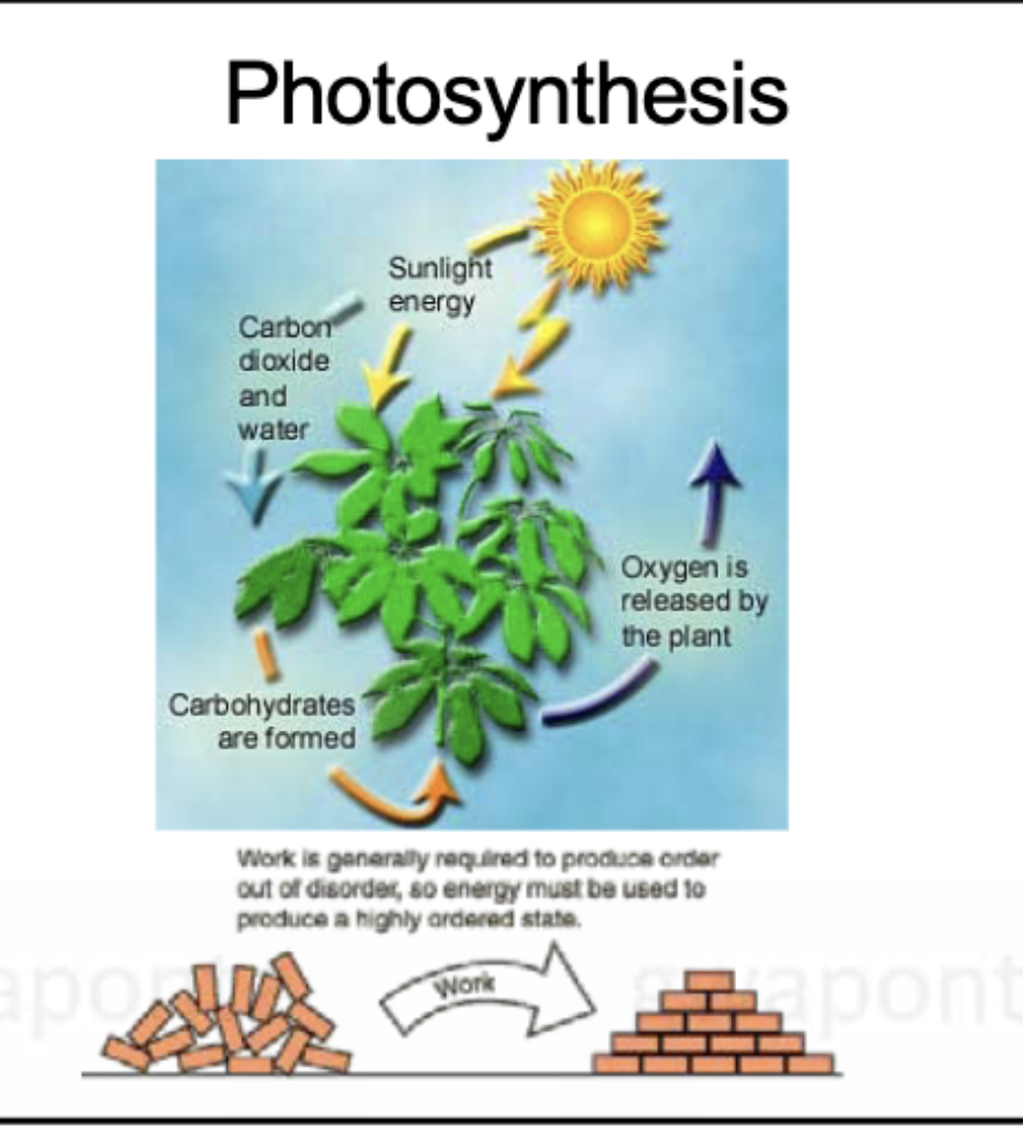 <p>Energy from the sun</p>
