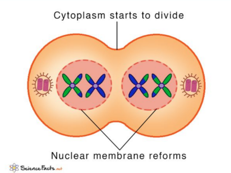 <p>- Chromosomes reach opposite poles.</p><p>- Nuclear membranes may reform.</p><p>- Cell divides (cytokinesis). - Two haploid cells are formed.</p>