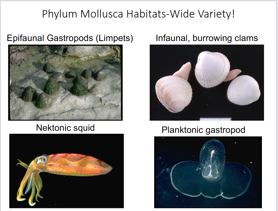 <p>describe the phylum Mollusca (clams, snails, octopus etc.)</p>