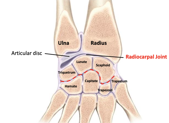 <p>Synovial condyloid (ellipsoid) joint</p>