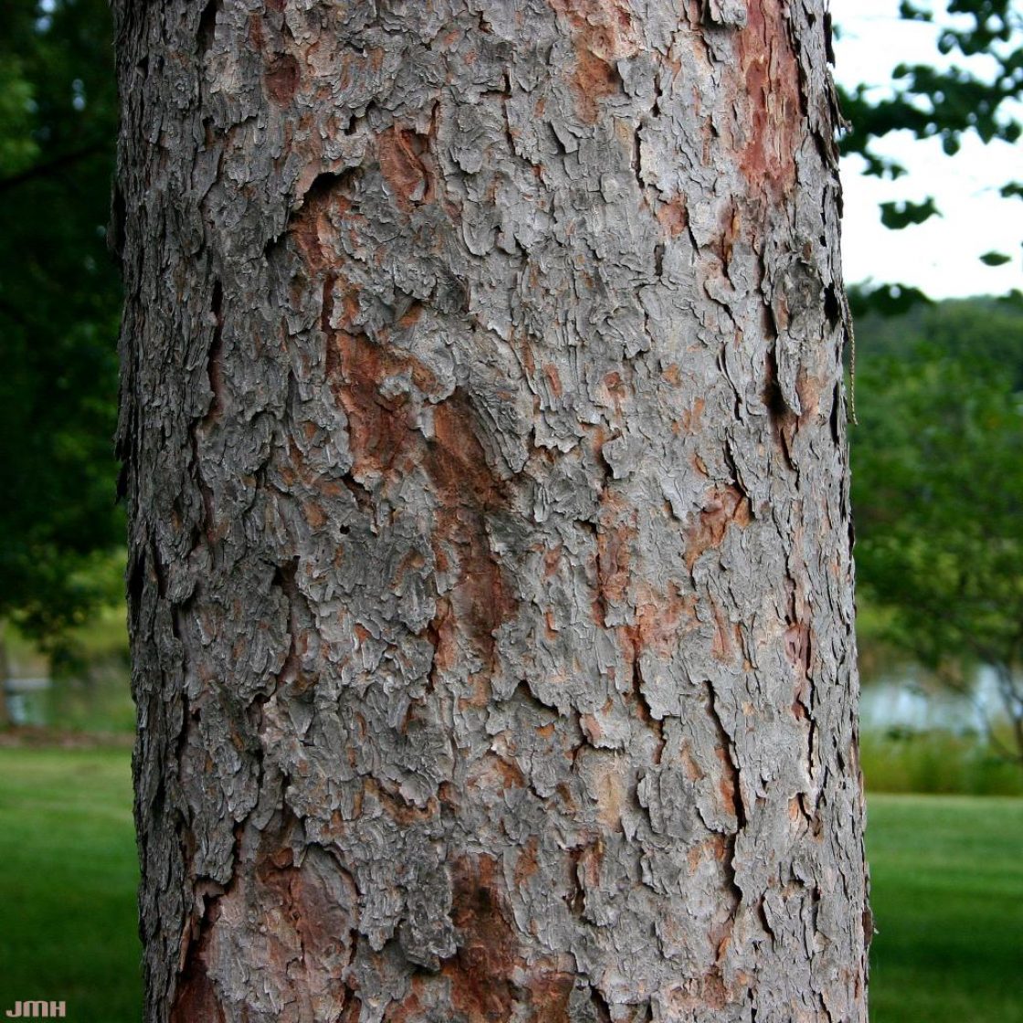 <p>Picea glauca</p>