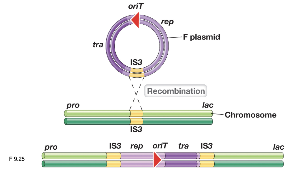 <ul><li><p>Hfr (high frequency recombination) cells arise when the F plasmid, which is an episome, integrates into the bacterial chromosome via homologous recombination at shared IS elements</p></li><li><p>Once integrated, the F plasmid genes remain functional and initiate conjugation</p></li></ul><p></p>
