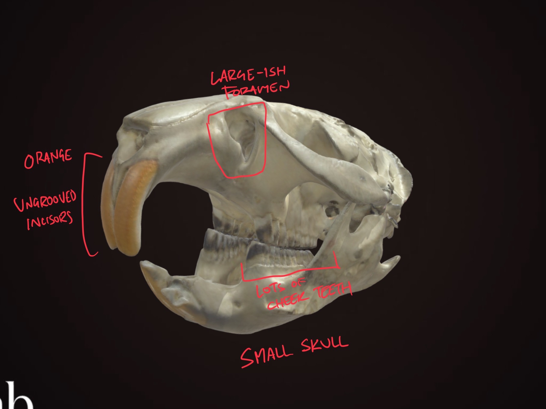 knowt flashcard image