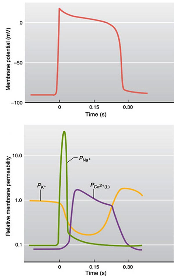 <ul><li><p>Rapid opening of voltage gated sodium channels leads to rapid depolarisation</p></li><li><p>The prolonged opening of voltage gated calcium channels and closure of potassium channels leads to the prolonged plateau of depolarisation</p></li><li><p>Opening of potassium channels results in the repolarization phase</p></li></ul><p></p>