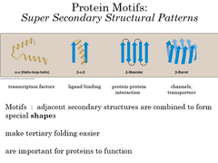 <p>A motif or fold is a recognizable folding pattern involving two or more elements of secondary structure and the connection between them.</p><p>Ex) Beta-alpha-beta loop </p><p>or the more complex beta barrel</p>