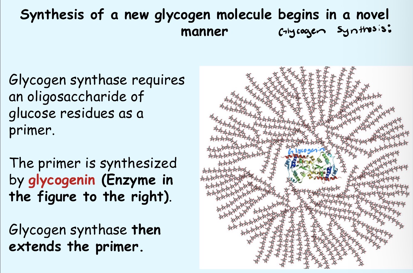 <ol><li><p>Primer formation: starts glycogen synthesis</p></li><li><p>Autoglycosylation: attaches first glucose residues to itself</p></li></ol><p>→ It is required because glycogen synthase cannot start from scratch</p><p></p>