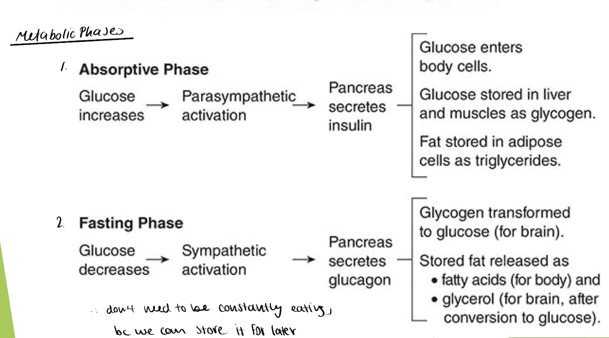 <p>absorptive phase = few hrs after meal + live off of nutrients from digestion </p><ul><li><p>focus on glucose </p></li></ul><p>       → <strong>insulin</strong> allows body cells to take up glucose from blood + store glucose               in muscle/fat cells</p><ul><li><p>during parasympathetic activation (to digest)</p></li></ul><img src="https://assets.knowt.com/user-attachments/629ed007-c6da-4773-b7c6-4288e23e1a3a.png" data-width="100%" data-align="center"><p></p><p></p><p>affected by: Diabetes</p><ul><li><p>Type 1 = pancreas cant produce enough insulin (WBCs killed the beta islet cells)</p></li><li><p>Type 2 = tissues are relatively unresponsive to insulin (not enough insulin receptors) → dont take in glucose </p></li></ul><p></p><p>→ thus, glucose remains in blood &amp; cells dont get enough sugar </p><p></p>